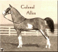 Colonel Allen